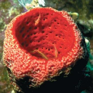 caribbean-sponge