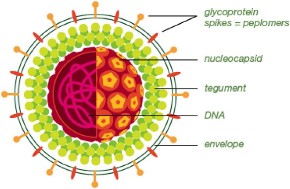 Herpes simplex 2 emedicine